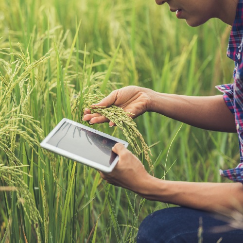farmer-standing-rice-field-with-tablet